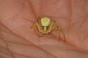 Misumena_vatia_D6081_Z_85_Les Gris_Frankrijk